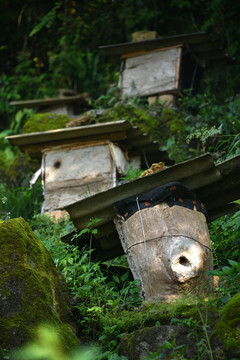 原生态蜜蜂养殖