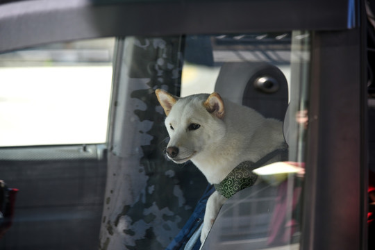 汽车里优雅的秋田犬