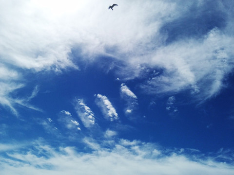 达里诺尔湖天空的雄鹰