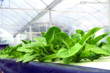 罗马生菜