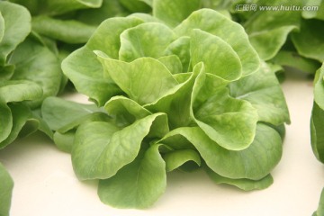 水培奶油生菜