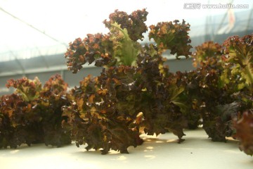 红毛生菜