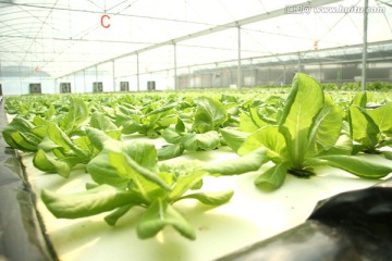 大棚蔬菜