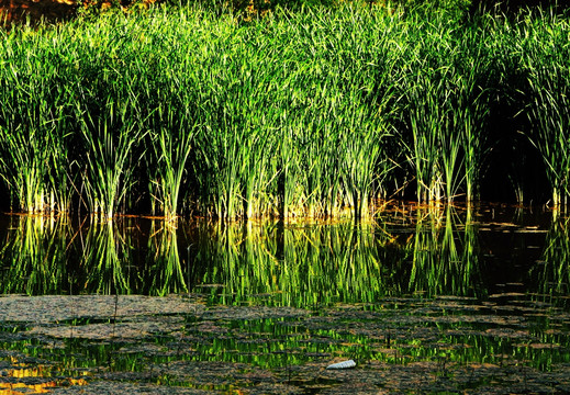 湿地水草