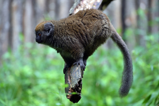 马达加斯加竹狐猴