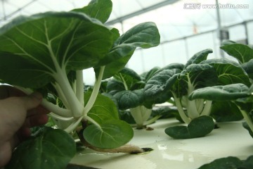 奶白菜