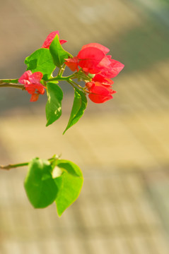 三角梅花枝