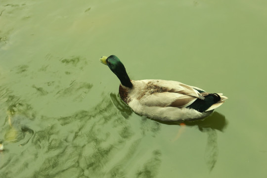 水上的鸭子
