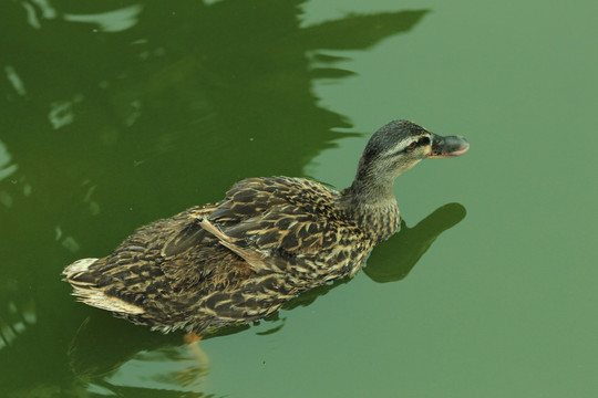 游水