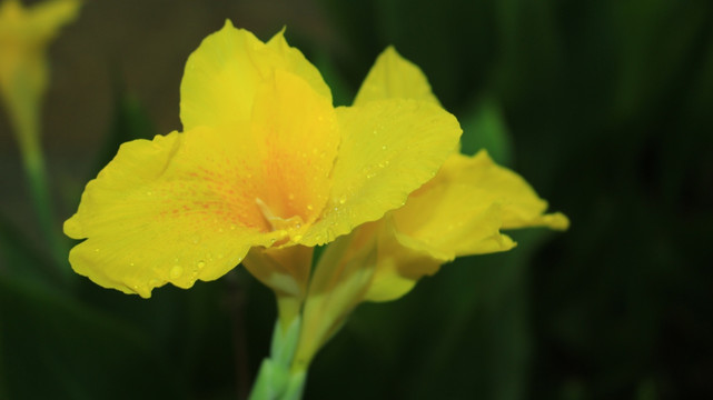 雨中花朵