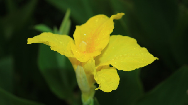 美丽的花