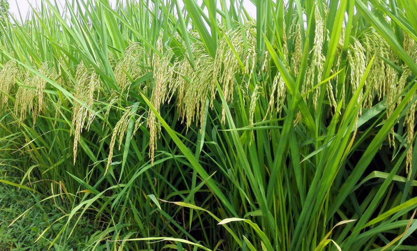 稻田 水稻 稻穗