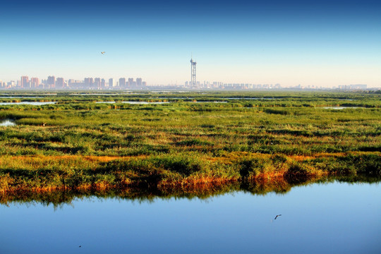 大庆 湿地  保护区 芦苇