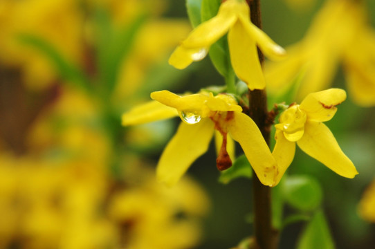 小黄花