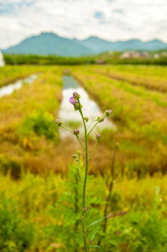 田野边的蓟花