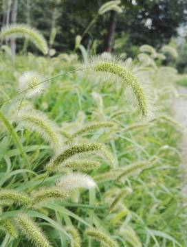 狗尾草 野草