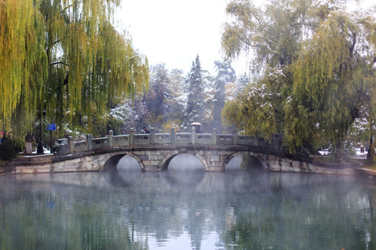 北京大学校友桥水池垂柳