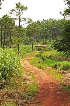 山间小路