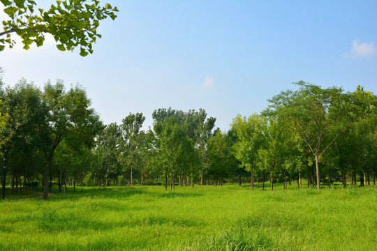 阳光树林草地