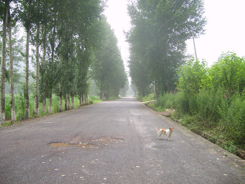 乡村公路