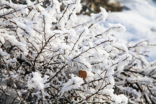 冬季雪地草丛