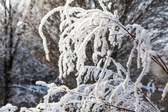 冬季雪地草丛