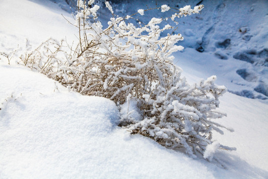 冬季雪地草丛