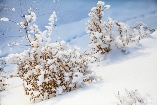 冬季雪地草丛