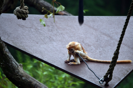 爪哇猕猴