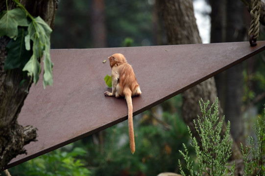 爪哇猕猴
