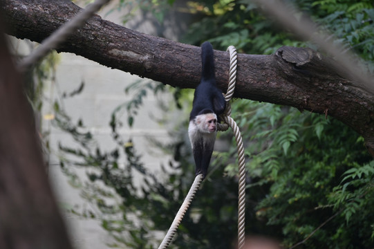 卷尾猴