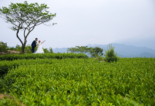 阳西 东水山茶 茶园