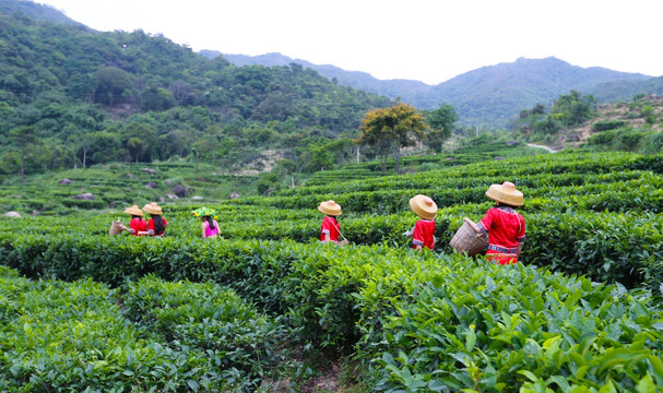 东水山茶 茶园