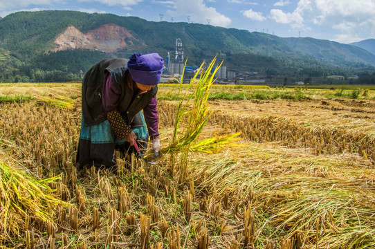 稻田收割的农妇