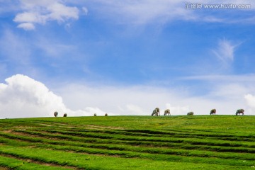 草原风光