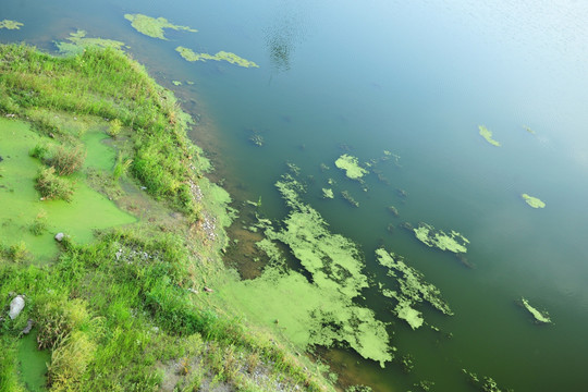 河底水草 绿藻 河滩