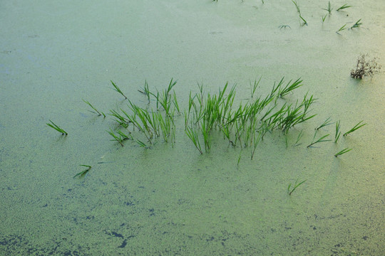 河底水草 绿藻 河滩