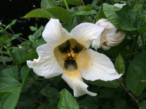 白花