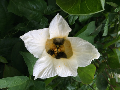 白花