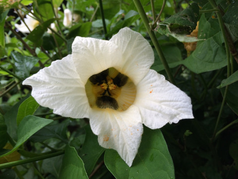 白花