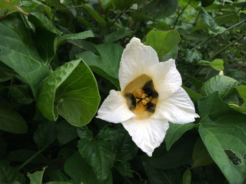 白花
