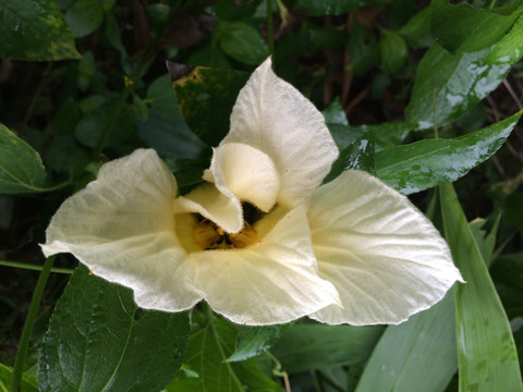 白花