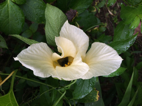 白花