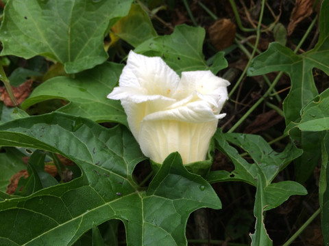 白花