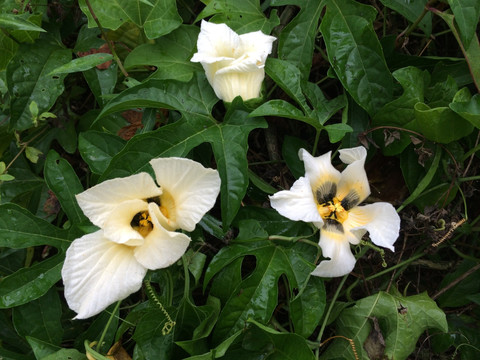 白花