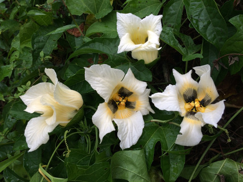 白花