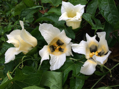 白花