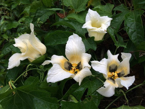 白花