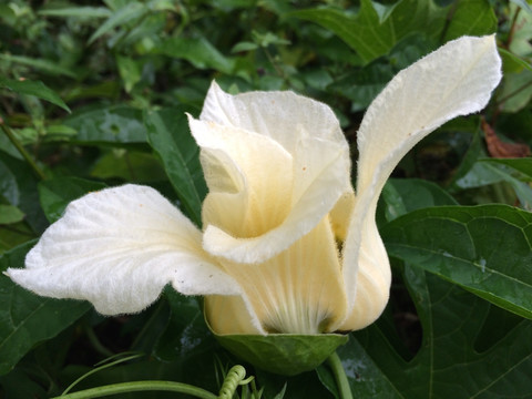 白花