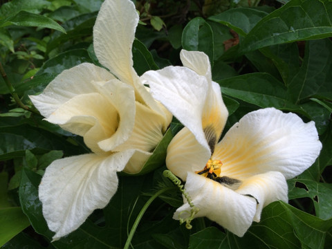 白花